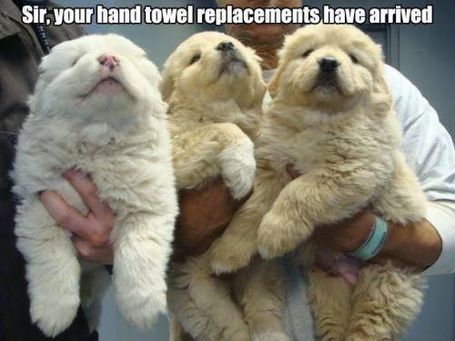 Hand towel puppies