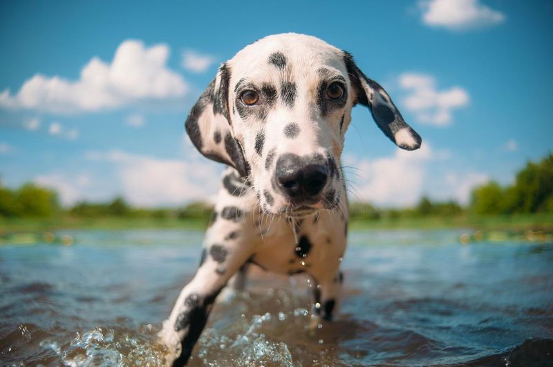 handsome dalmatian swims in a pond and looks at the camera