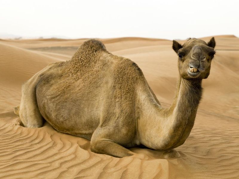15 Coolest Desert Animals, Ranked by Toughness | Always Pets