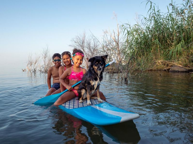 Happy children and one dog having fun on the Stand-up paddle (SUP) on the lake in summer. Active children and water sports. Paddleboarding on vacation time.