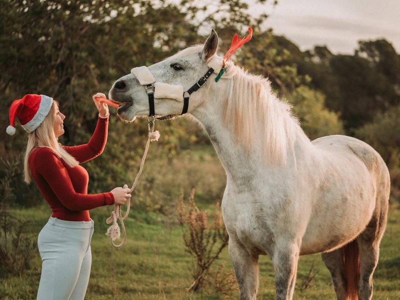 Happy christmas girl with her white horse in nature