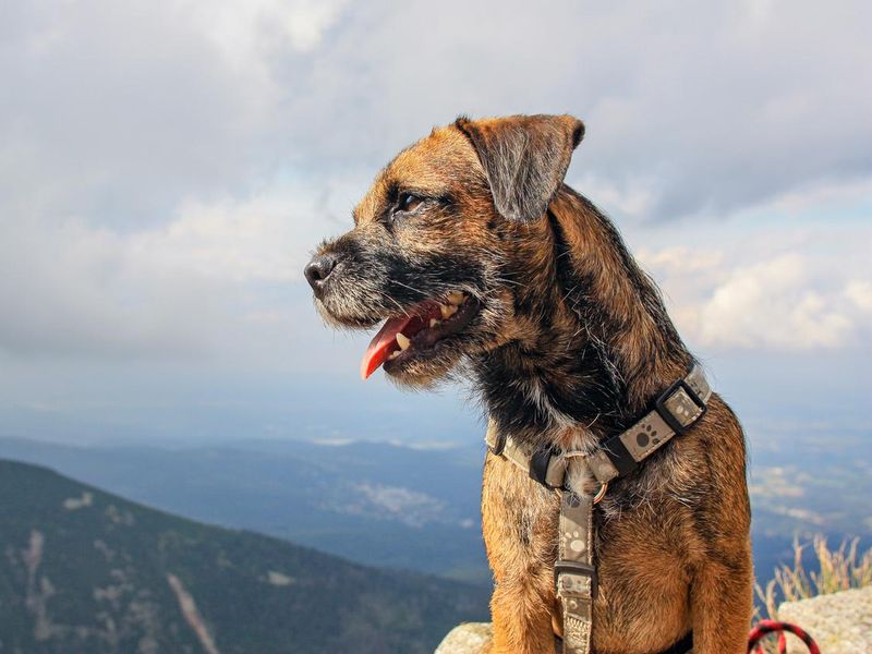 Happy Dog Border Terrier Looking into the Distance