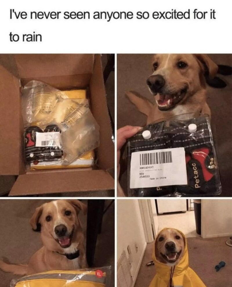happy dog in a rain poncho