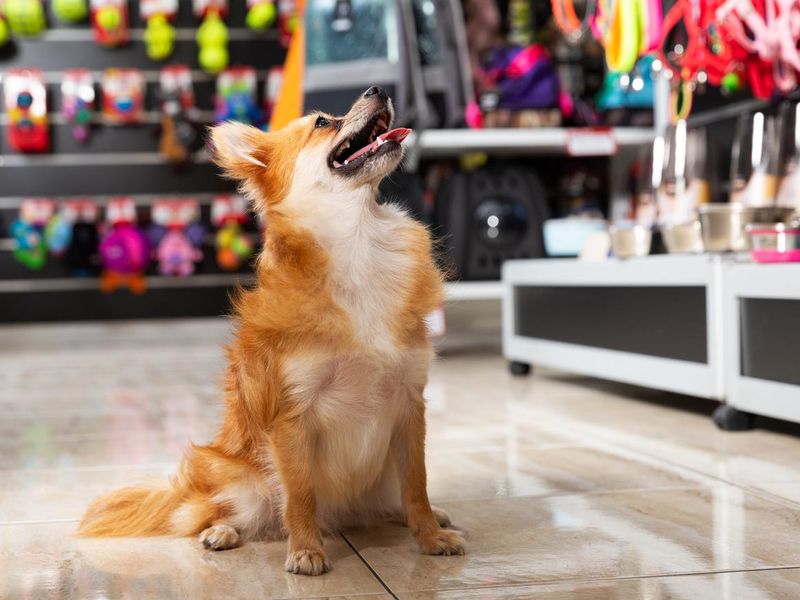 Happy dog in a store