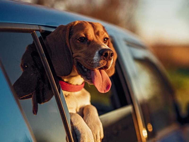 Happy dog in car window