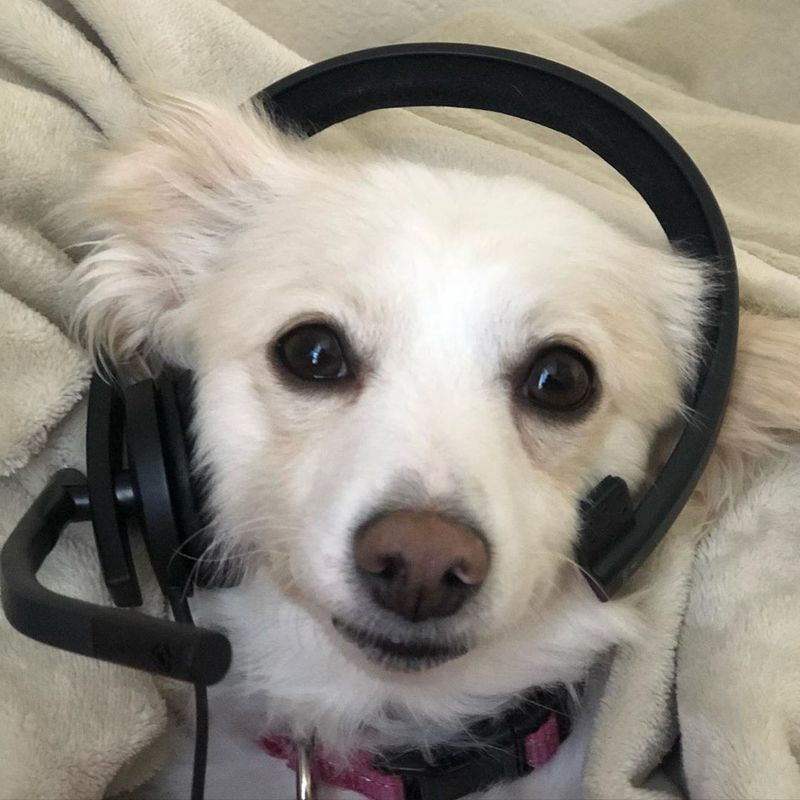 Happy dog with headset