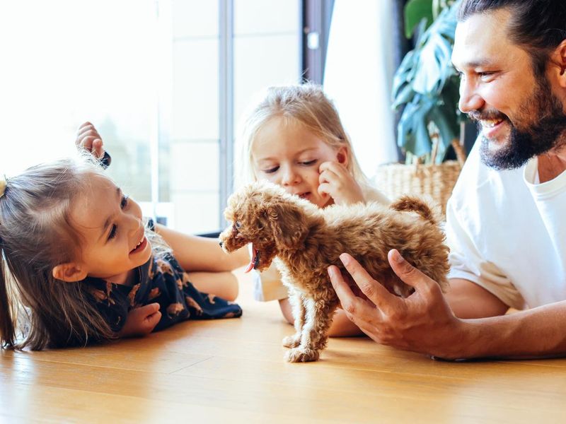Happy father and daughters having fun with their toy poodle