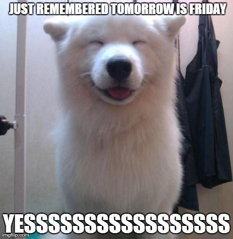 Happy Friday dog meme
