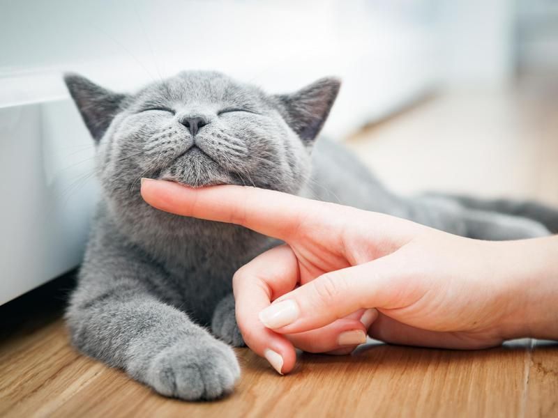 Happy grey cat with its eyes closed