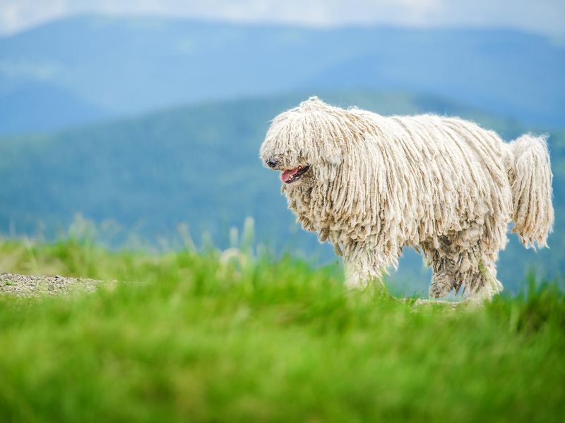 Happy Komondor dog walks in the mountains