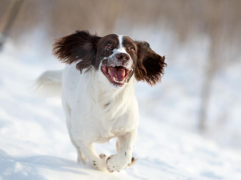 Happy Springer Spaniel dog