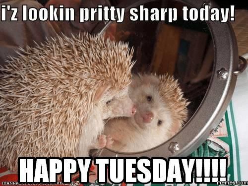 Happy Tuesday hedgehog meme