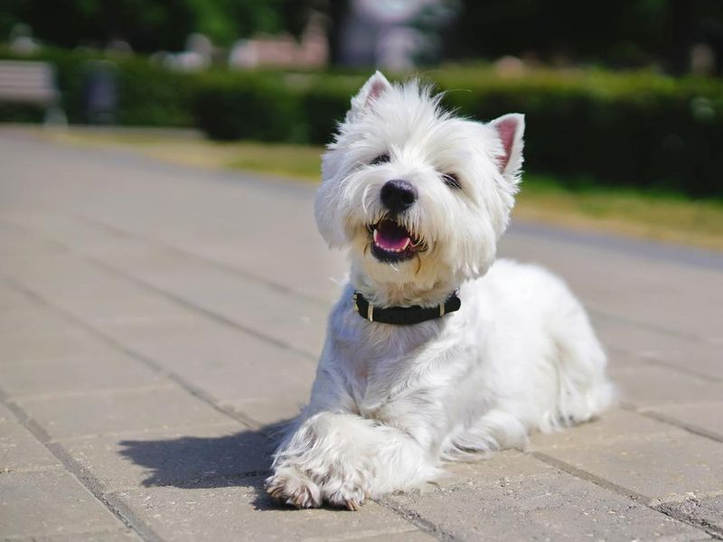 Happy West Highland white terrier dog lying outdoors on tiles