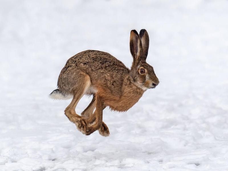 Hare running in the winter field