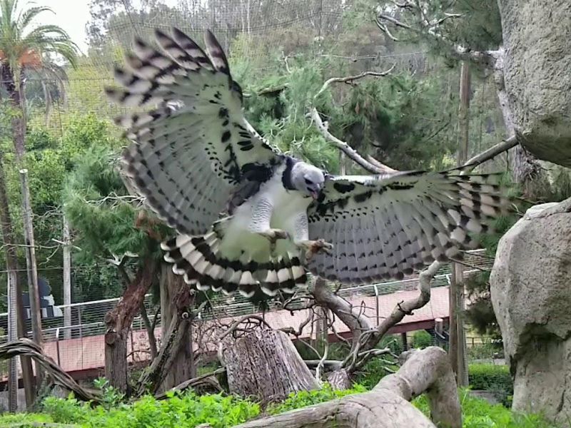 Harpy at the San Diego Zoo
