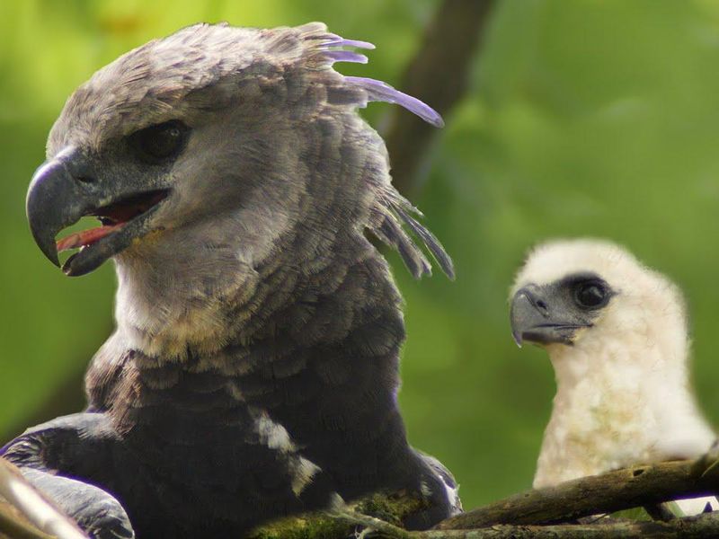 Harpy eagle and baby