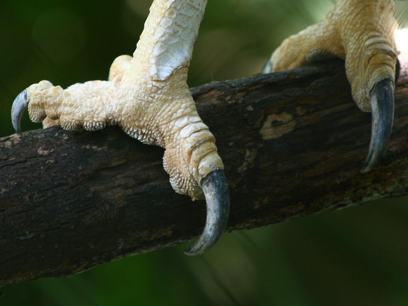 Harpy eagle claw