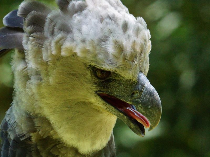 Harpy Eagle close up