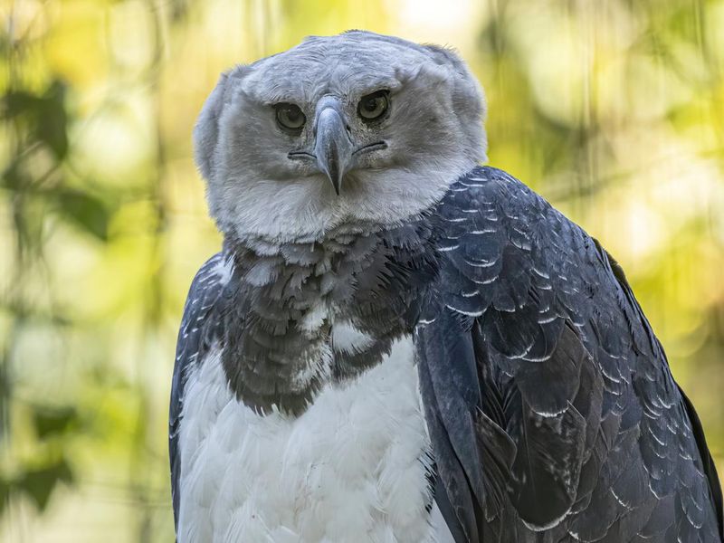 Harpy eagle looks at the camera