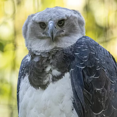 Meet the Harpy Eagle — Which Has a Wingspan Size That's Huge