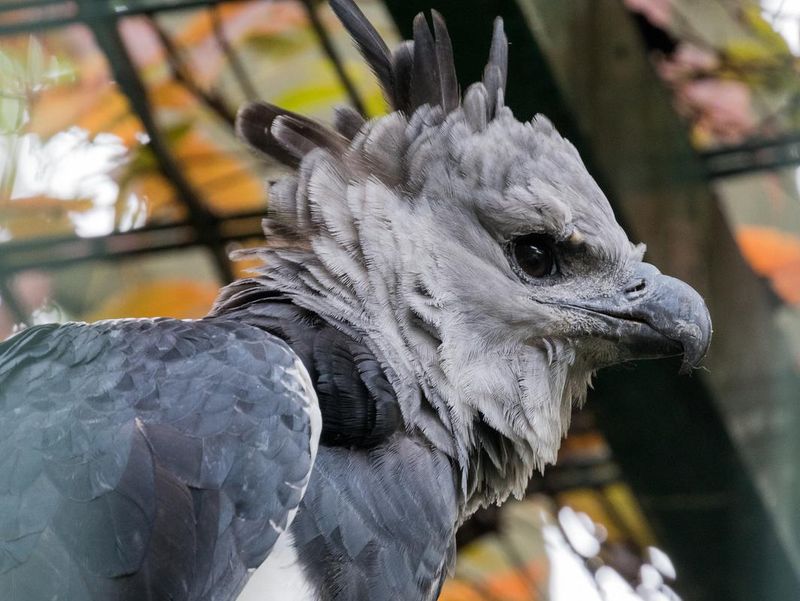 Harpy eagle side profile