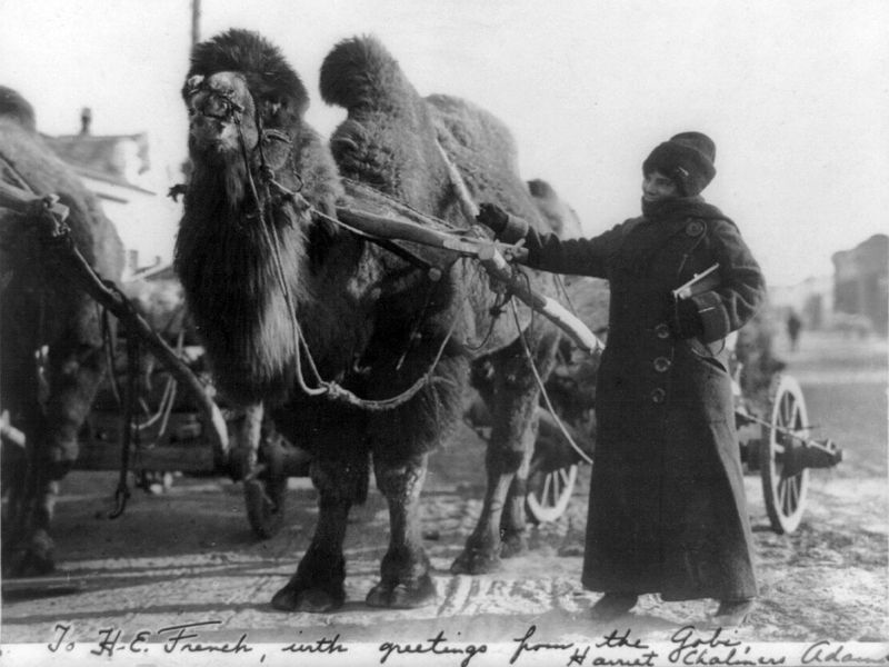 Harriet Chalmers Adams with camel in Mongolia