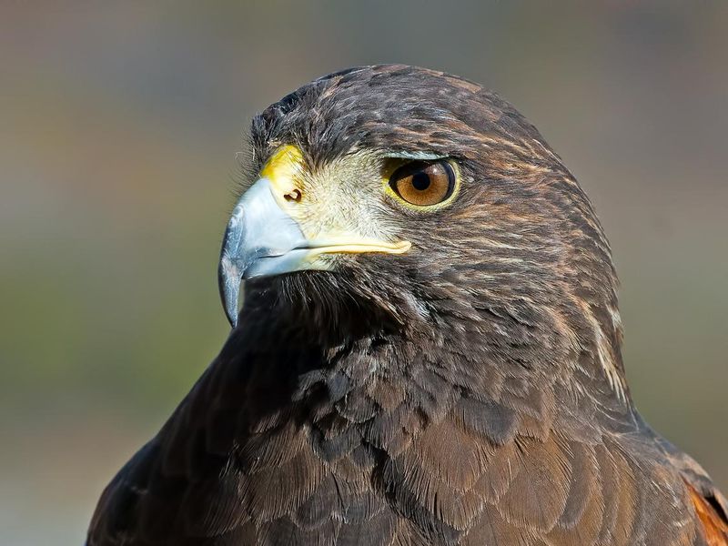 Harriss's Hawk Close-up