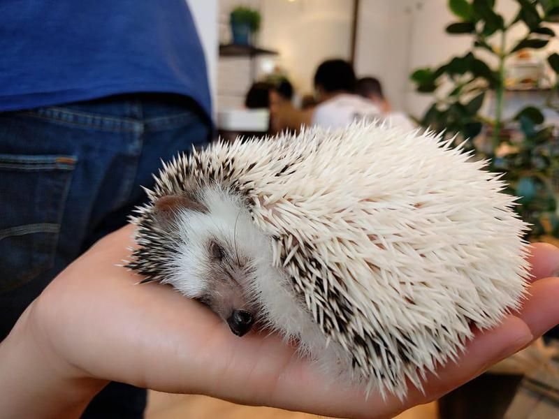 Animal Cafes Around the World | Far & Wide