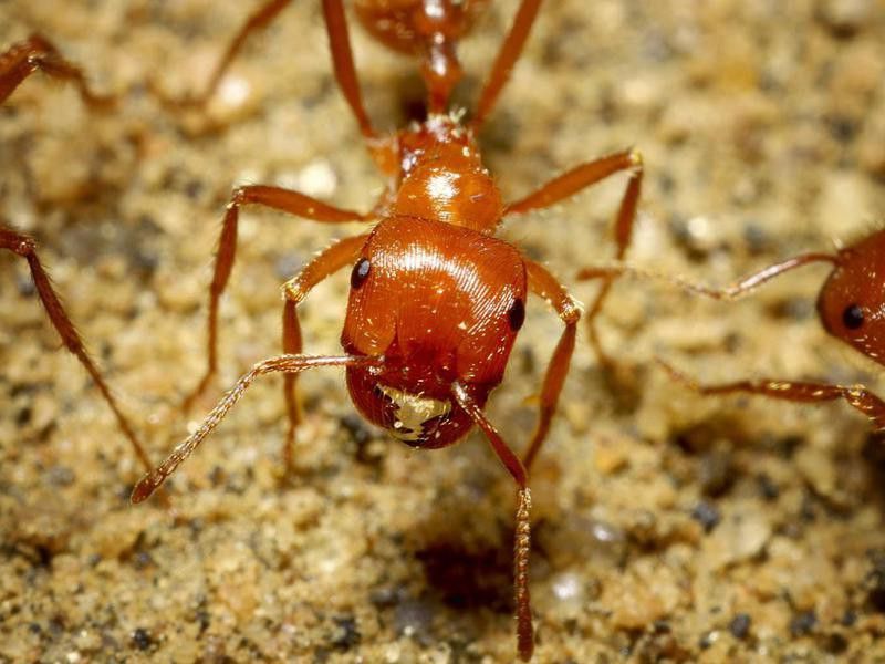 Harvester ant worker