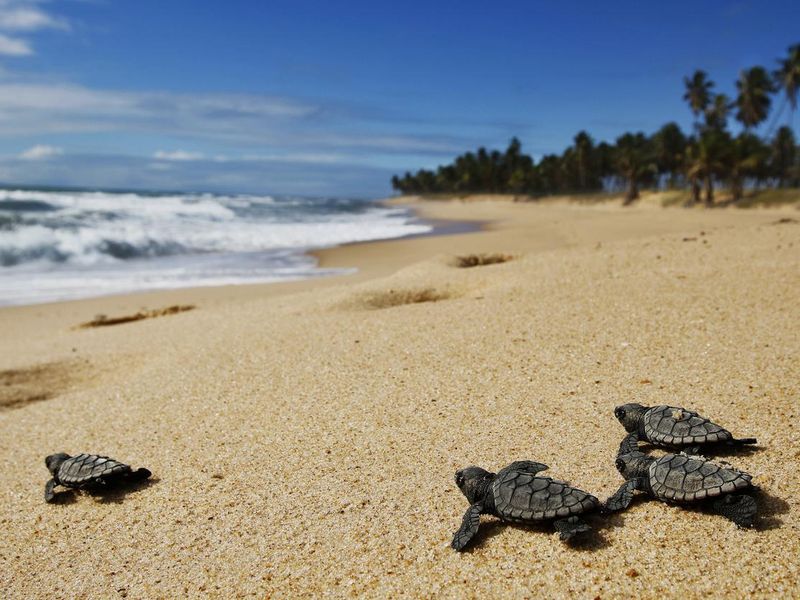 Hatchling baby sea turtle crawling to the ocean on Bahia coast, Brazil