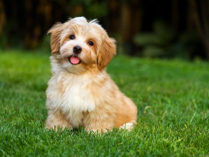 Havanese puppy dog breed