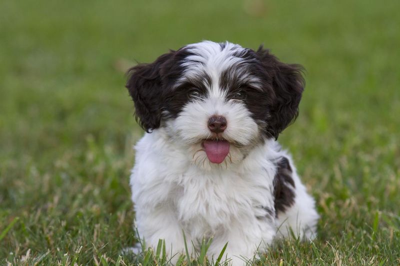 Havanese puppy standing on grass