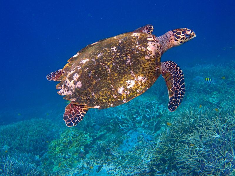 Hawksbill sea turtle in the ocean