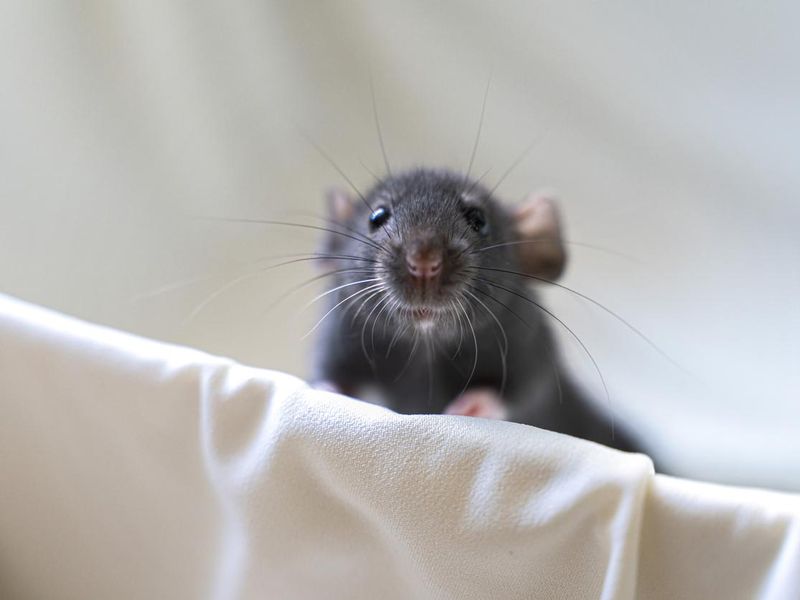 Head of gray little rat on white background