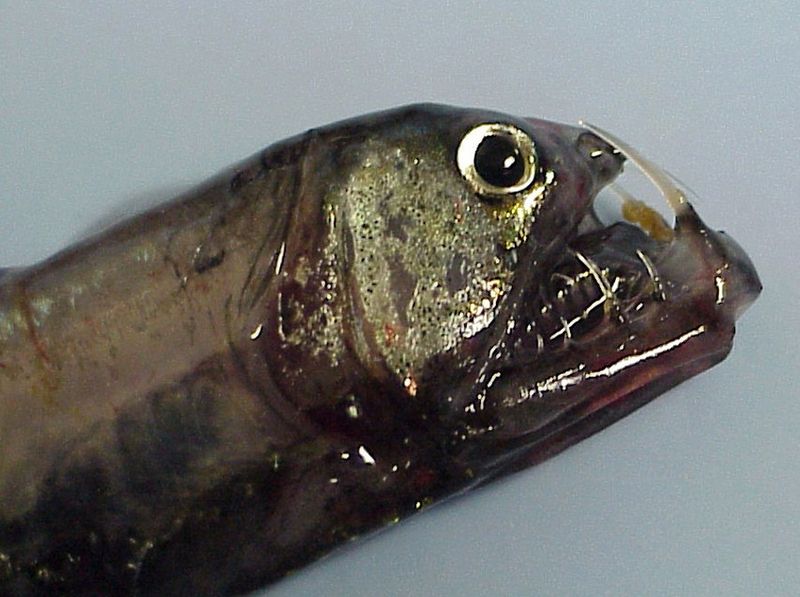 Head of the Pacific Viperfish