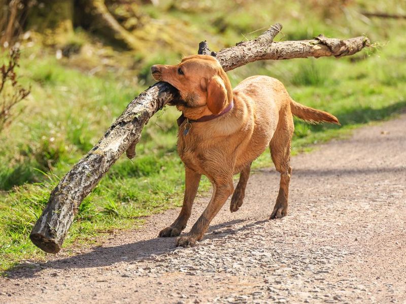 Healthy and strong dog carrying a huge tree branch