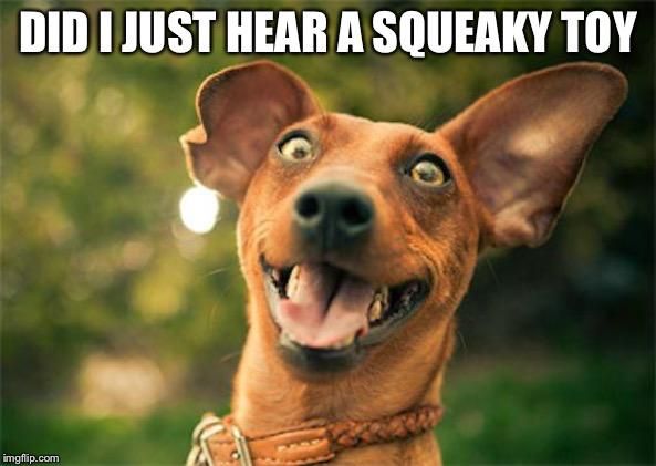 hearing the sound of a squeak toy