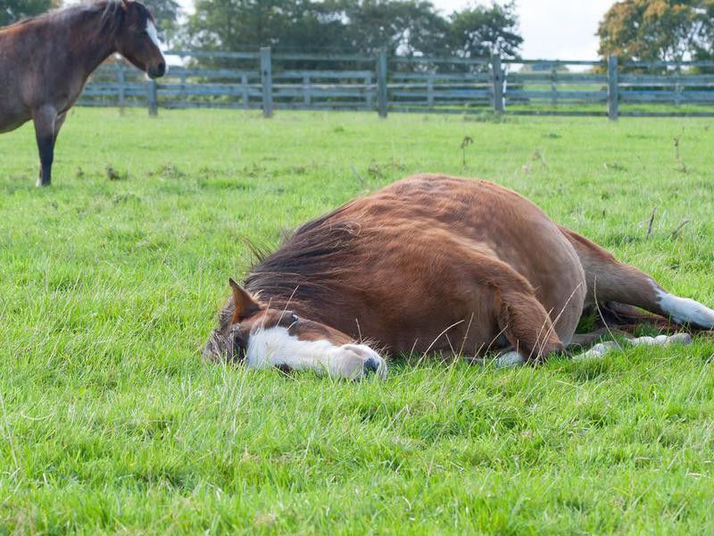 Heavily pregnant mare rests in field