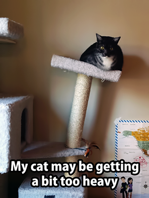 Heavy cat on a cat perch