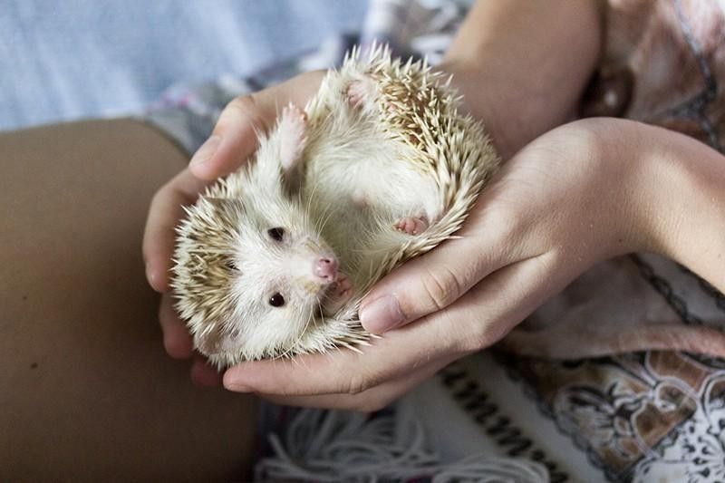 15 Unusual Small Pets for Kids to Own | Always Pets