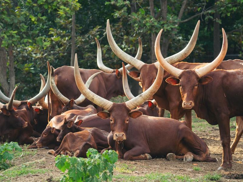 herd of ankole watusi cattle