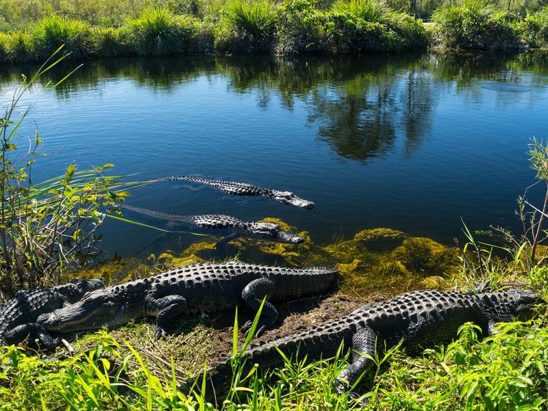 Herd of crocodiles enjoying the sun in everglades national park