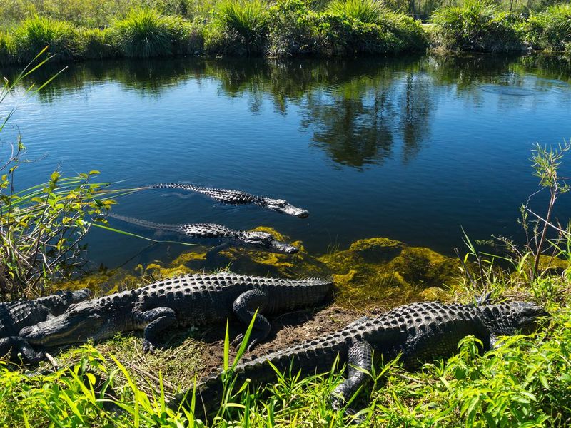 Herd of crocodiles enjoying the sun in everglades national park