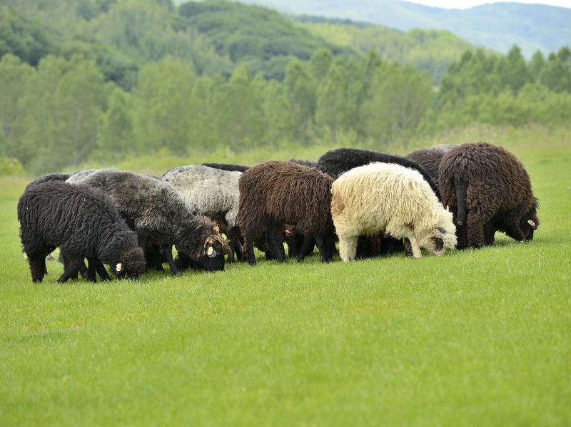 Herd of cute small sheep on meadow in the mountains