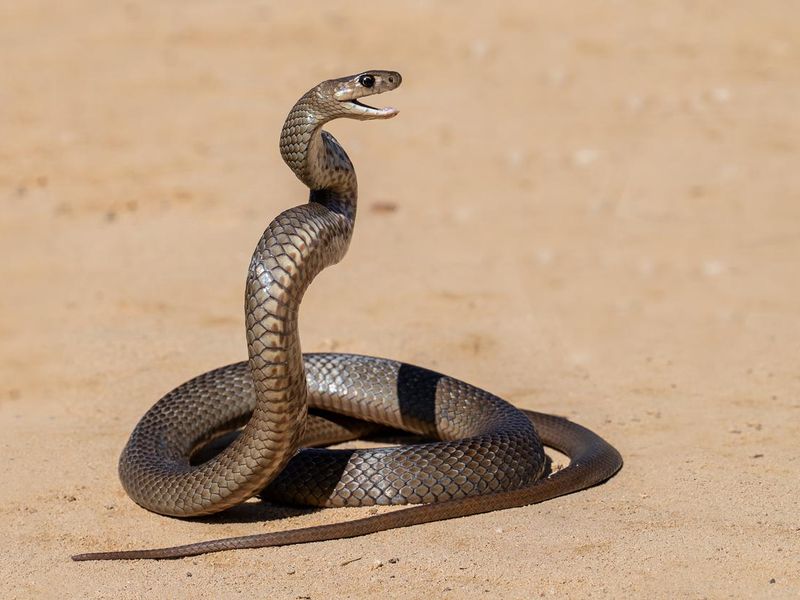 Highly venomous Eastern Brown Snake