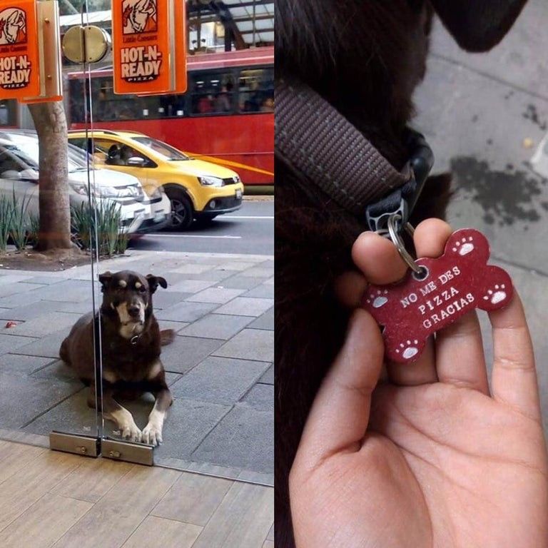 Hilarious dog tag