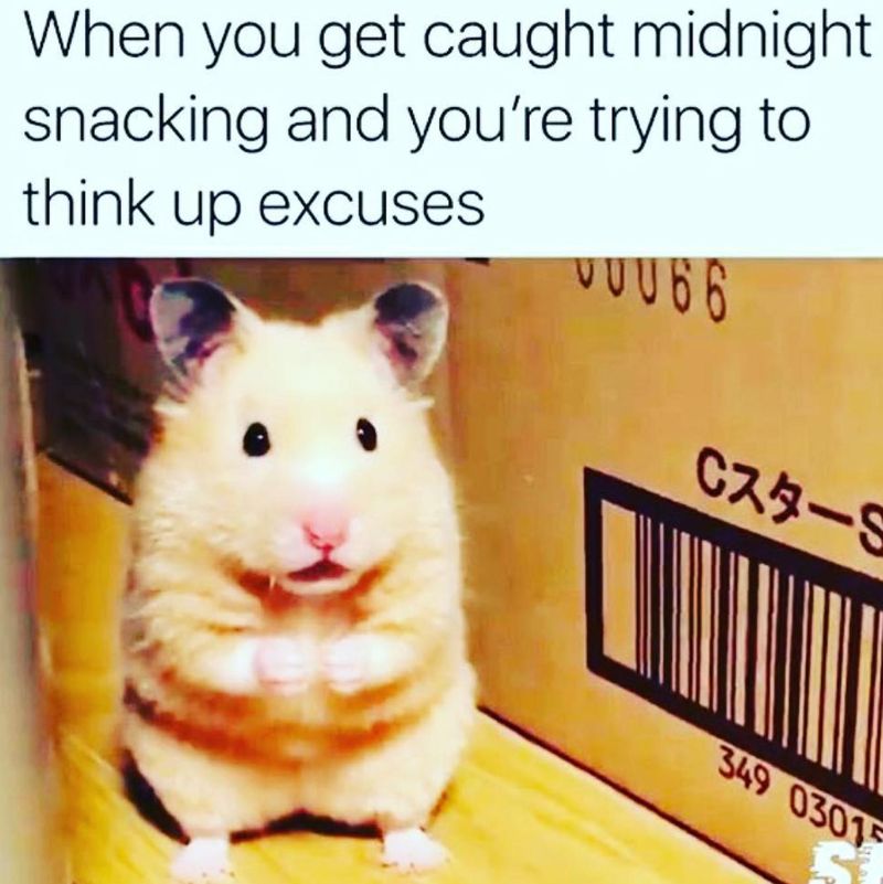 Hilarious hamster meme