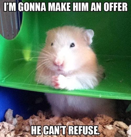 Hilarious hamster