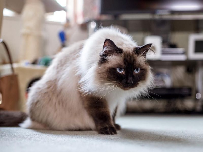 Himalayan House Cat in the Living Room