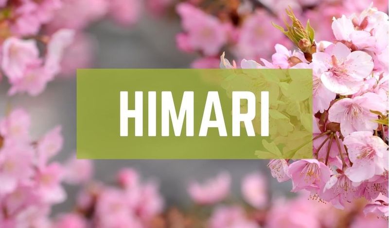 Himari